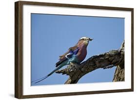 Lilac-Breasted Roller (Coracias Caudata) with an Insect-James Hager-Framed Photographic Print