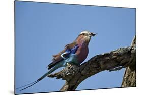 Lilac-Breasted Roller (Coracias Caudata) with an Insect-James Hager-Mounted Photographic Print