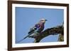 Lilac-Breasted Roller (Coracias Caudata) with an Insect-James Hager-Framed Photographic Print
