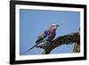 Lilac-Breasted Roller (Coracias Caudata) with an Insect-James Hager-Framed Photographic Print