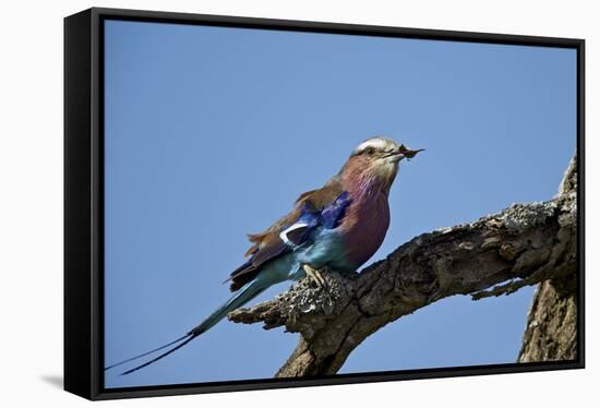 Lilac-Breasted Roller (Coracias Caudata) with an Insect-James Hager-Framed Stretched Canvas