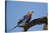 Lilac-Breasted Roller (Coracias Caudata) with an Insect-James Hager-Stretched Canvas