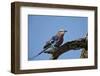 Lilac-Breasted Roller (Coracias Caudata) with an Insect-James Hager-Framed Photographic Print