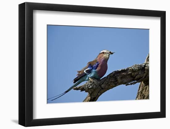 Lilac-Breasted Roller (Coracias Caudata) with an Insect-James Hager-Framed Photographic Print