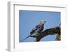 Lilac-Breasted Roller (Coracias Caudata) with an Insect-James Hager-Framed Photographic Print