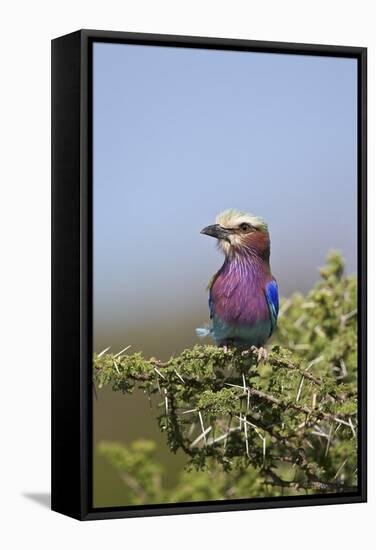 Lilac-Breasted Roller (Coracias Caudata)-James Hager-Framed Stretched Canvas