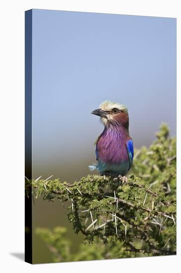 Lilac-Breasted Roller (Coracias Caudata)-James Hager-Stretched Canvas