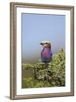 Lilac-Breasted Roller (Coracias Caudata)-James Hager-Framed Photographic Print