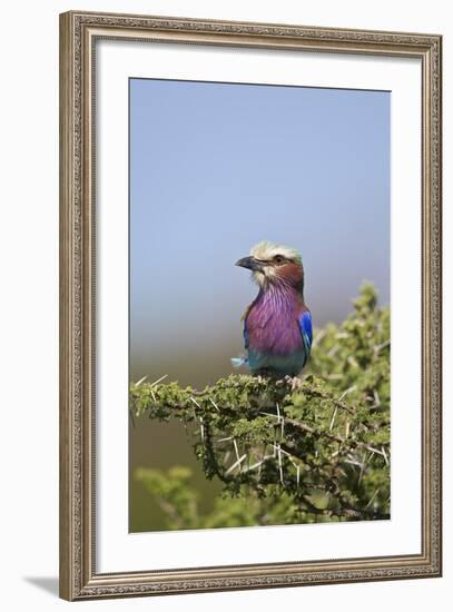 Lilac-Breasted Roller (Coracias Caudata)-James Hager-Framed Photographic Print