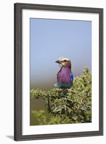 Lilac-Breasted Roller (Coracias Caudata)-James Hager-Framed Photographic Print