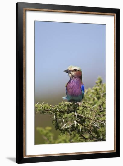 Lilac-Breasted Roller (Coracias Caudata)-James Hager-Framed Photographic Print