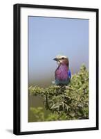 Lilac-Breasted Roller (Coracias Caudata)-James Hager-Framed Photographic Print