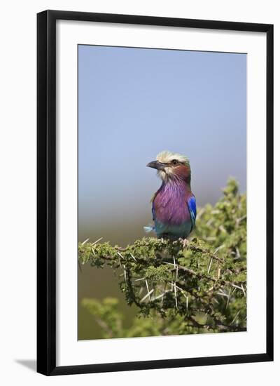 Lilac-Breasted Roller (Coracias Caudata)-James Hager-Framed Photographic Print