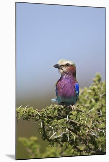 Lilac-Breasted Roller (Coracias Caudata)-James Hager-Mounted Photographic Print