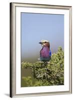 Lilac-Breasted Roller (Coracias Caudata)-James Hager-Framed Photographic Print