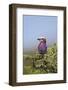 Lilac-Breasted Roller (Coracias Caudata)-James Hager-Framed Photographic Print