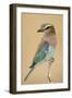 Lilac-Breasted Roller (Coracias caudatus) perching, Kenya-Panoramic Images-Framed Photographic Print