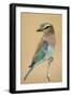 Lilac-Breasted Roller (Coracias caudatus) perching, Kenya-Panoramic Images-Framed Photographic Print