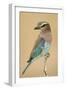Lilac-Breasted Roller (Coracias caudatus) perching, Kenya-Panoramic Images-Framed Photographic Print