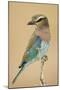 Lilac-Breasted Roller (Coracias caudatus) perching, Kenya-Panoramic Images-Mounted Photographic Print