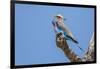 Lilac-breasted roller (Coracias caudatus), Serengeti National Park, Tanzania, East Africa, Africa-Ashley Morgan-Framed Photographic Print