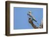 Lilac-breasted roller (Coracias caudatus), Serengeti National Park, Tanzania, East Africa, Africa-Ashley Morgan-Framed Photographic Print