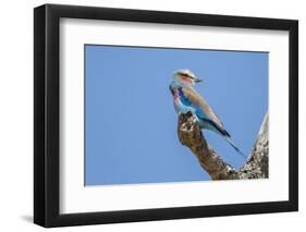 Lilac-breasted roller (Coracias caudatus), Serengeti National Park, Tanzania, East Africa, Africa-Ashley Morgan-Framed Photographic Print