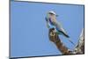 Lilac-breasted roller (Coracias caudatus), Serengeti National Park, Tanzania, East Africa, Africa-Ashley Morgan-Mounted Photographic Print