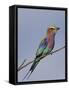 Lilac-Breasted Roller, Encompassing the Former Kruger National Park, Africa-James Hager-Framed Stretched Canvas