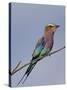 Lilac-Breasted Roller, Encompassing the Former Kruger National Park, Africa-James Hager-Stretched Canvas