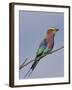 Lilac-Breasted Roller, Encompassing the Former Kruger National Park, Africa-James Hager-Framed Photographic Print