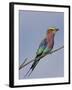 Lilac-Breasted Roller, Encompassing the Former Kruger National Park, Africa-James Hager-Framed Photographic Print