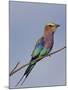 Lilac-Breasted Roller, Encompassing the Former Kruger National Park, Africa-James Hager-Mounted Photographic Print