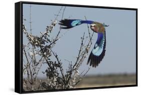 Lilac-Breasted Roller Etosha Namibia-Nosnibor137-Framed Stretched Canvas