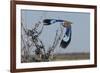 Lilac-Breasted Roller Etosha Namibia-Nosnibor137-Framed Photographic Print