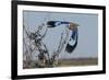 Lilac-Breasted Roller Etosha Namibia-Nosnibor137-Framed Photographic Print