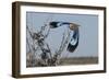 Lilac-Breasted Roller Etosha Namibia-Nosnibor137-Framed Photographic Print