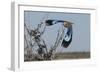 Lilac-Breasted Roller Etosha Namibia-Nosnibor137-Framed Photographic Print