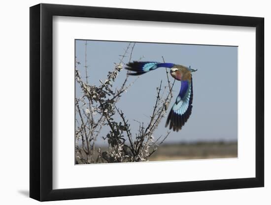 Lilac-Breasted Roller Etosha Namibia-Nosnibor137-Framed Photographic Print