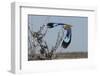 Lilac-Breasted Roller Etosha Namibia-Nosnibor137-Framed Photographic Print