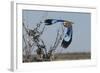 Lilac-Breasted Roller Etosha Namibia-Nosnibor137-Framed Photographic Print