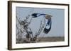 Lilac-Breasted Roller Etosha Namibia-Nosnibor137-Framed Photographic Print