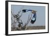 Lilac-Breasted Roller Etosha Namibia-Nosnibor137-Framed Photographic Print