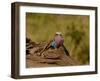 Lilac Breasted Roller Full Bleed-Martin Fowkes-Framed Giclee Print