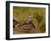 Lilac Breasted Roller Full Bleed-Martin Fowkes-Framed Giclee Print