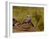 Lilac Breasted Roller Full Bleed-Martin Fowkes-Framed Giclee Print