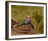 Lilac Breasted Roller Full Bleed-Martin Fowkes-Framed Giclee Print