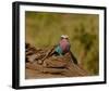 Lilac Breasted Roller Full Bleed-Martin Fowkes-Framed Giclee Print