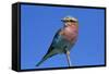 Lilac-breasted Roller, Hwange National Park, Zimbabwe, Africa-David Wall-Framed Stretched Canvas