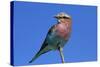 Lilac-breasted Roller, Hwange National Park, Zimbabwe, Africa-David Wall-Stretched Canvas